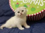 Silver chinchilla boy - Scottish Fold Kitten For Sale - Fort Wayne, IN, US