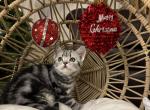 Arti - British Shorthair Cat For Sale - Battle Ground, WA, US