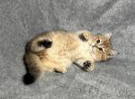 Apollo - British Shorthair Kitten For Sale - Renton, WA, US