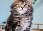 Richard - Maine Coon Kitten For Sale - Brooklyn, NY, US