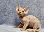 Margo - Devon Rex Cat For Sale - Brooklyn, NY, US