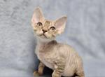 Rocky - Devon Rex Cat For Sale - Brooklyn, NY, US