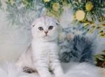 Ironcat - Scottish Fold Cat For Sale - Brooklyn, NY, US