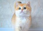 Ingrid - British Shorthair Cat For Sale - Brooklyn, NY, US