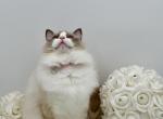 Lara - Ragdoll Cat For Sale - Fairfax, VA, US