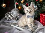 Benz - Bengal Kitten For Sale - ME, US