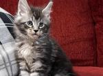 Bingo - Maine Coon Kitten For Sale - New Park, PA, US