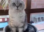 Leonid - Scottish Fold Cat For Sale - Los Angeles, CA, US