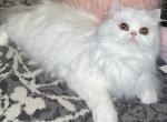 Pearl - Persian Cat For Sale - Caldwell, ID, US