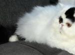 Patch - Persian Cat For Sale - 