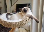 Ari - Balinese Cat For Sale - CA, US