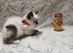 Miss Red - Ragdoll Cat For Sale - Syracuse, NY, US