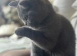 Margo - British Shorthair Kitten For Sale - Huntington, NY, US