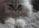 Kaiser - Persian Cat For Sale - Bowie, MD, US