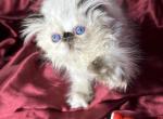Kingsley Pookie Bear - Himalayan Cat For Sale - Beverly Hills, CA, US