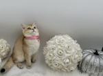 Lili - British Shorthair Cat For Sale - Charlotte, NC, US