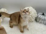 Loki - British Shorthair Cat For Sale - Charlotte, NC, US