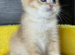 Boro - British Shorthair Cat For Sale - Charlotte, NC, US