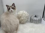 Lara - Ragdoll Cat For Sale - Gaithersburg, MD, US