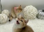 Loki - British Shorthair Cat For Sale - Gaithersburg, MD, US