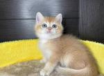 Ziko - British Shorthair Kitten For Sale - Gaithersburg, MD, US