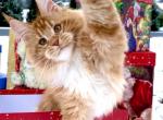 Bathilda - Maine Coon Kitten For Sale - Jonestown, PA, US