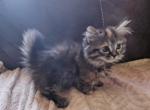 May babies - Munchkin Cat For Sale - Bedford, VA, US