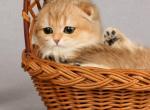 Adele - Scottish Fold Cat For Sale - Hollywood, FL, US