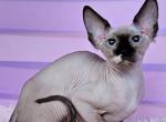 Yuka - Sphynx Cat For Sale - Norwalk, CT, US