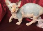 Mirra - Sphynx Cat For Sale - Norwalk, CT, US