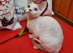 Kukla - Devon Rex Kitten For Sale - Norwalk, CT, US