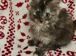 Annabelle Spooky Litter - Maine Coon Cat For Sale - Kingman, AZ, US