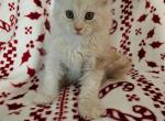 Dexter Spooky Litter - Maine Coon Kitten For Sale - Kingman, AZ, US