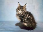 Mango - Maine Coon Kitten For Sale - Houston, TX, US