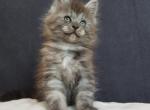 Viraj - Maine Coon Kitten For Sale - Houston, TX, US