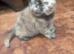 Shelly - Exotic Cat For Sale - Talco, TX, US