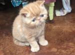 Tom - Exotic Kitten For Sale - Talco, TX, US