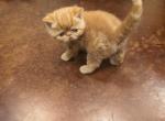 Jerry - Exotic Kitten For Sale - Talco, TX, US