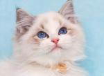 Qiana - Ragdoll Cat For Sale - Miami, FL, US