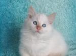 Pearl - Munchkin Cat For Sale - Phoenix, AZ, US