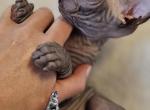 SOLD Black  Chocolate Girl Anita - Sphynx Cat For Sale - Lockport, IL, US