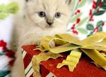 Ivory - Siberian Kitten For Sale - Clintwood, VA, US