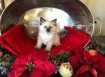 Sabrina - Ragdoll Cat For Sale - Del Mar, CA, US