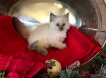 Royalty - Ragdoll Kitten For Sale - Del Mar, CA, US