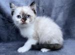 Patches - Balinese Kitten For Sale - Silver Lake, IN, US