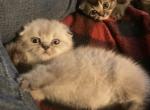 Annette Litter - Scottish Fold Cat For Sale - Lewistown, MT, US