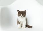 Evermore - British Shorthair Cat For Sale - Mesa, AZ, US