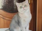 Donald chunky blue golden boy smiling face - British Shorthair Cat For Sale - Dallas, TX, US