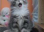 This kittens ready for holiday - Siberian Cat For Sale - New York, NY, US