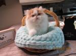 Red tabby and white male persian - Persian Kitten For Sale - WI, US